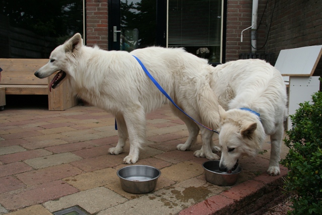 Fotos/NestWillow 2010/nest2010/Dekking/IMG_0039[1].JPG